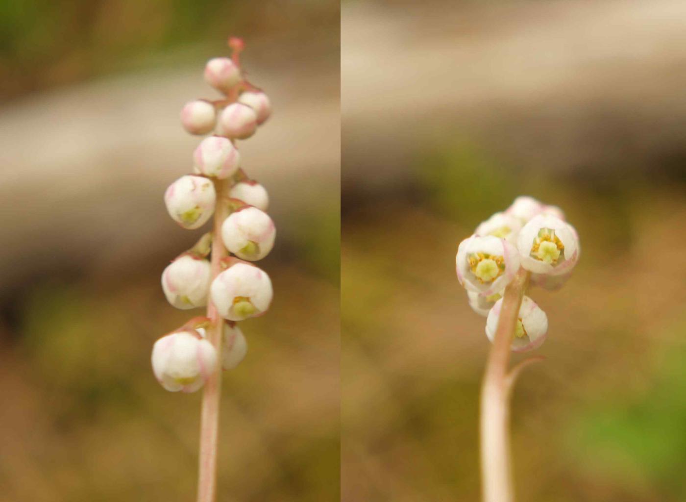 Wintergreen, Small flower